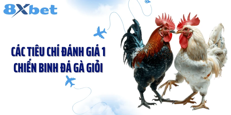 Các tiêu chí đánh giá 1 chiến binh đá gà giỏi