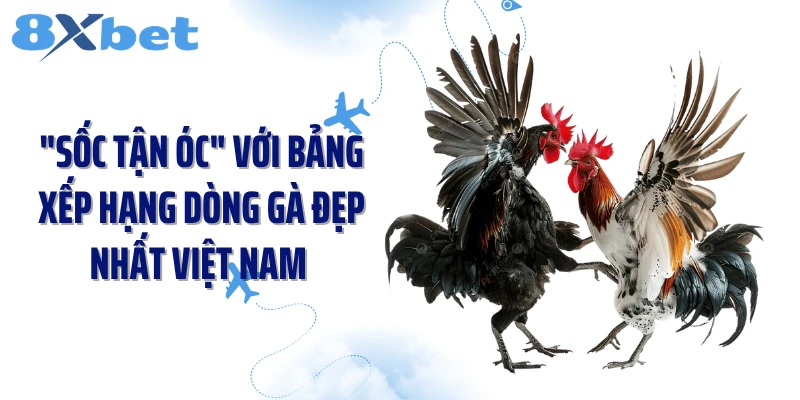 "Sốc Tận Óc" Với Bảng Xếp Hạng Dòng Gà Đẹp Nhất Việt Nam 