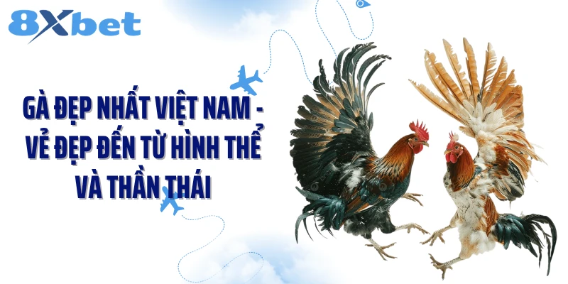Gà đẹp nhất Việt Nam - Vẻ đẹp đến từ hình thể và thần thái