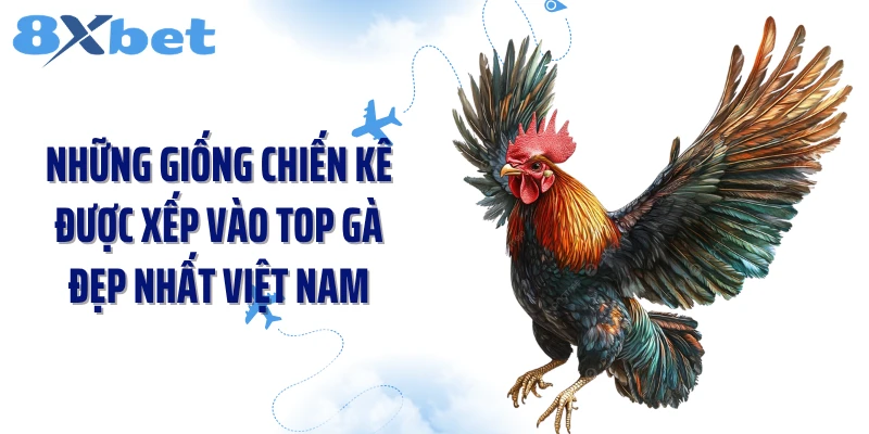 Những giống chiến kê được xếp vào top gà đẹp nhất Việt Nam