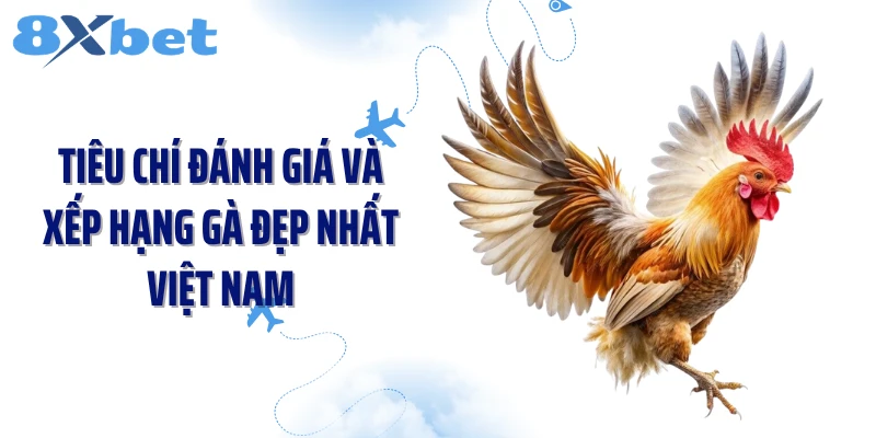 Tiêu chí đánh giá và xếp hạng gà đẹp nhất Việt Nam